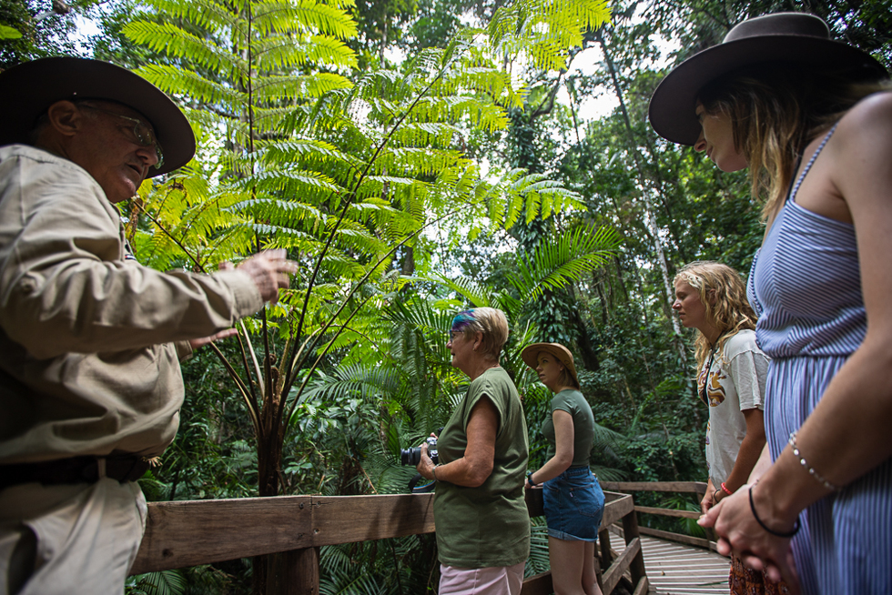 billy tea daintree rainforest tour